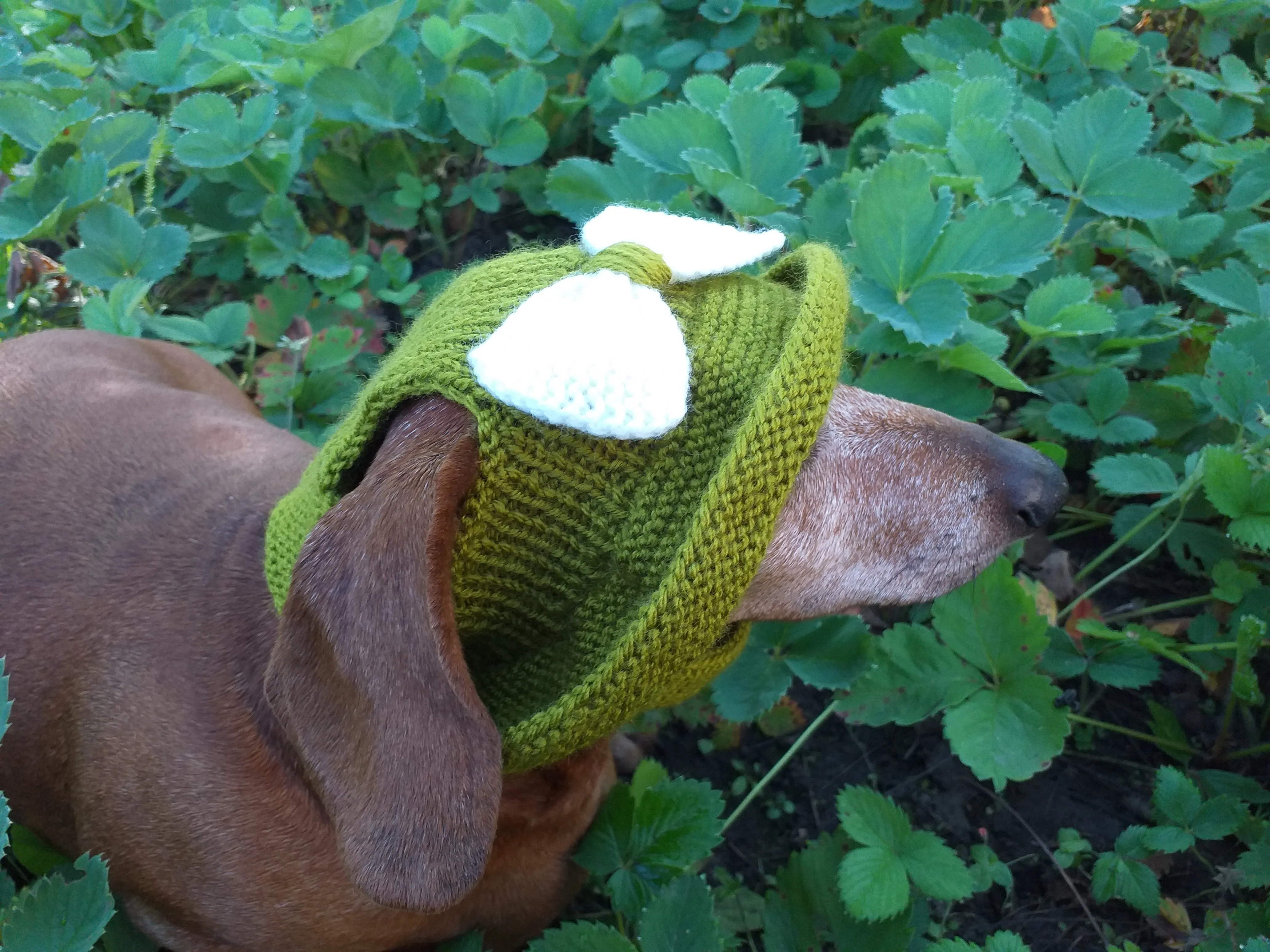 Knitted summer panama for dog, panama for dachshund, summer hat for dog