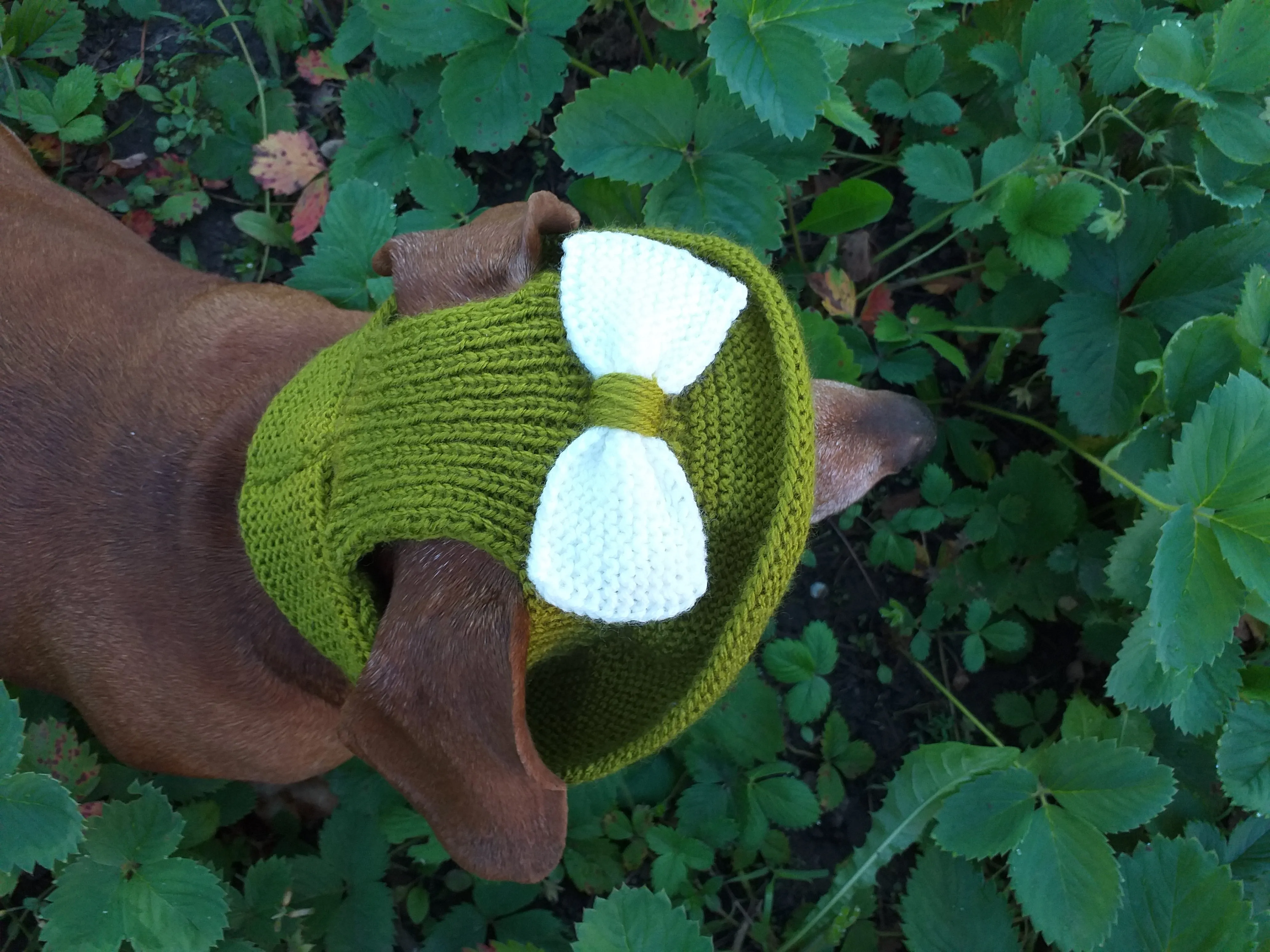 Knitted summer panama for dog, panama for dachshund, summer hat for dog